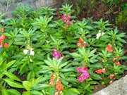 Tropical Impatiens Mix , Balsam FLOWERS Seed - Caribbean garden seed