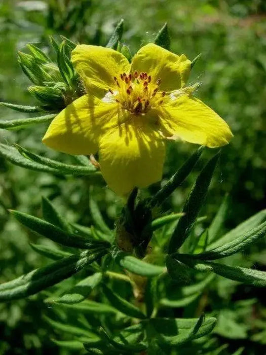 Tormentil (potentilla Erecta)  PERENNIAL HERB Seeds - Caribbean garden seed