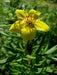 Tormentil (potentilla Erecta)  PERENNIAL HERB Seeds - Caribbean garden seed