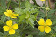 Tormentil (potentilla Erecta)  PERENNIAL HERB Seeds - Caribbean garden seed