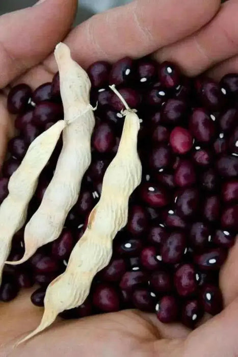 True Red Cranberry Bean, (Pole Bean) - Heirloom , - Caribbean garden seed