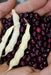 True Red Cranberry Bean, (Pole Bean) - Heirloom , - Caribbean garden seed