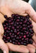 True Red Cranberry Bean, (Pole Bean) - Heirloom , - Caribbean garden seed