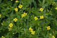 Tormentil (potentilla Erecta)  PERENNIAL HERB Seeds - Caribbean garden seed