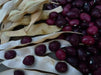 True Red Cranberry Bean, (Pole Bean) - Heirloom , - Caribbean garden seed