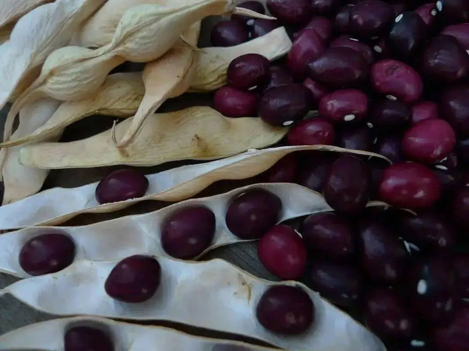 True Red Cranberry Bean, (Pole Bean) - Heirloom , - Caribbean garden seed