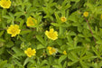 Tormentil (potentilla Erecta)  PERENNIAL HERB Seeds - Caribbean garden seed