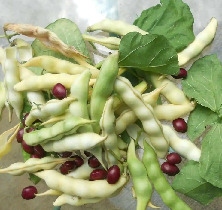 True Red Cranberry Bean, (Pole Bean) - Heirloom , - Caribbean garden seed