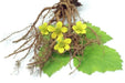 Tormentil (potentilla Erecta)  PERENNIAL HERB Seeds - Caribbean garden seed