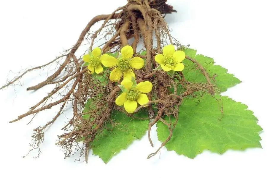 Tormentil (potentilla Erecta)  PERENNIAL HERB Seeds - Caribbean garden seed