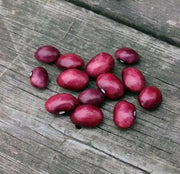 True Red Cranberry Bean, (Pole Bean) - Heirloom , - Caribbean garden seed