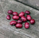 True Red Cranberry Bean, (Pole Bean) - Heirloom , - Caribbean garden seed