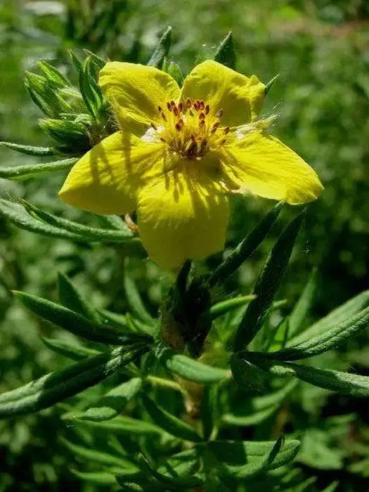 Tormentil (potentilla Erecta)  PERENNIAL HERB Seeds - Caribbean garden seed