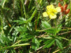 Tormentil (potentilla Erecta)  PERENNIAL HERB Seeds - Caribbean garden seed