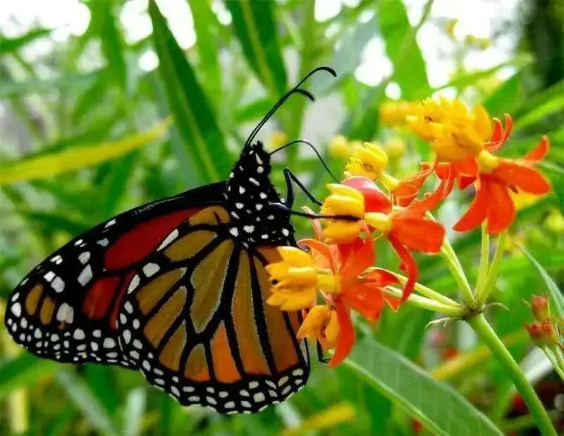 Tropical Milkweed,Bloodflower  SeedS. PERENNIAL - Caribbean garden seed
