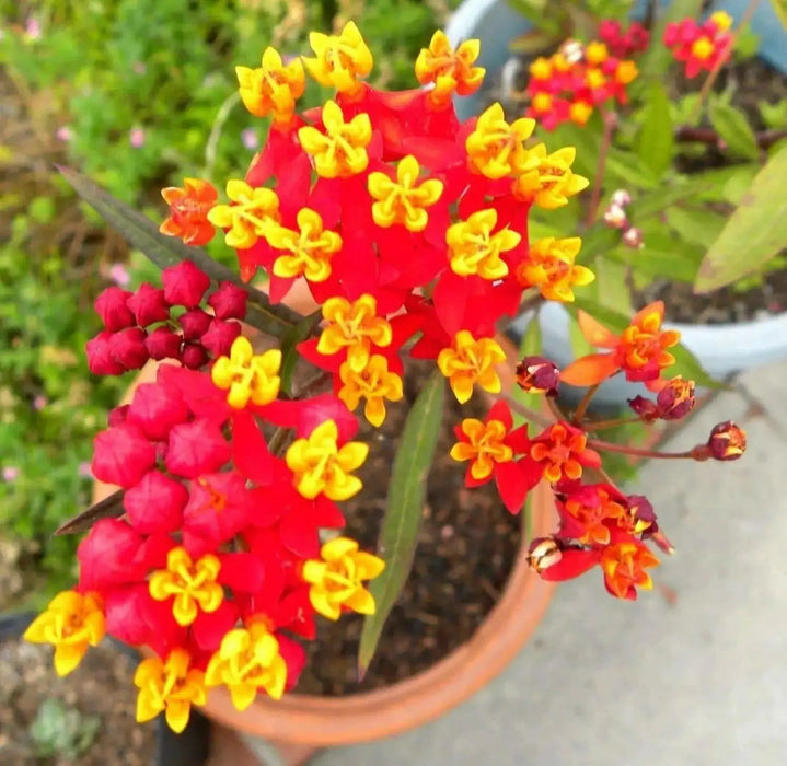 Tropical Milkweed,Bloodflower  SeedS. PERENNIAL - Caribbean garden seed