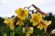 Trumpet Lily , Golden Splendor (3 bulbs) highly fragrant - Caribbean garden seed