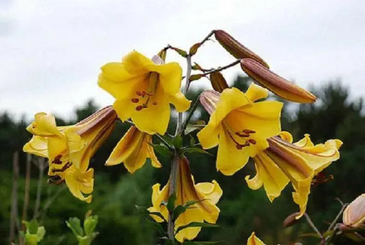 Trumpet Lily , Golden Splendor (3 bulbs) highly fragrant - Caribbean garden seed