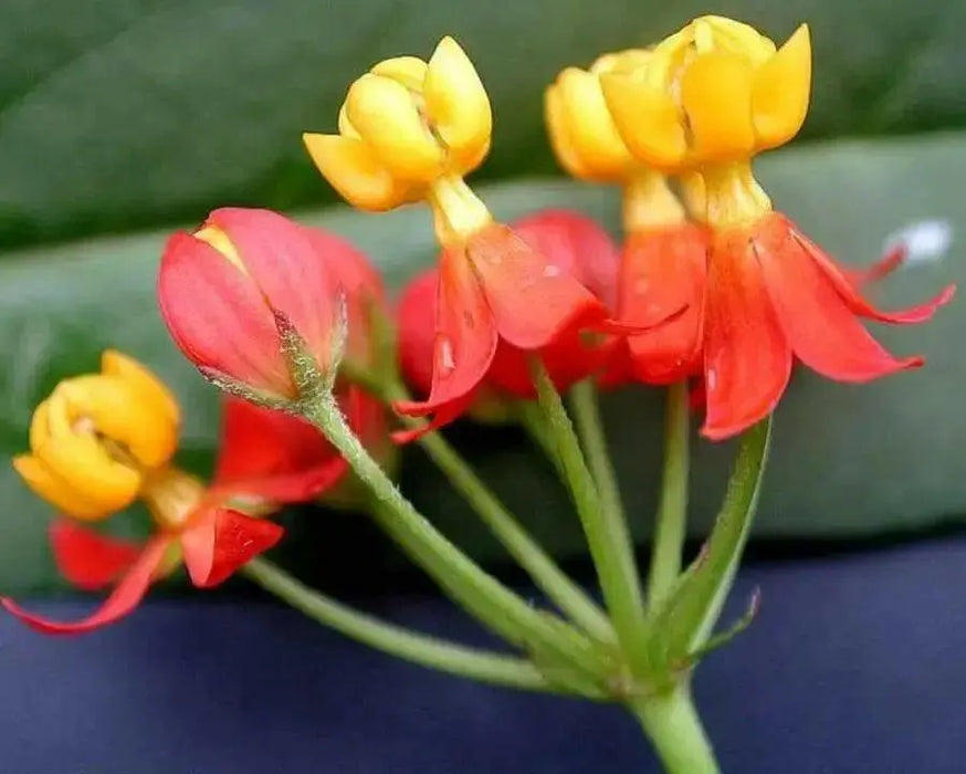 Tropical Milkweed,Bloodflower  SeedS. PERENNIAL - Caribbean garden seed