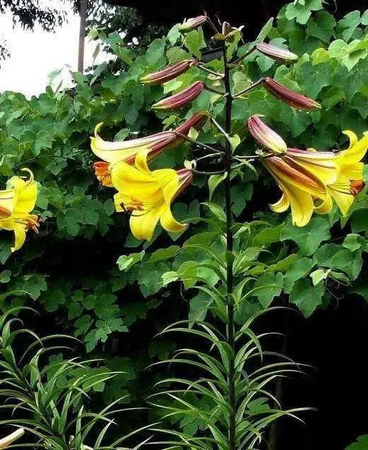 Trumpet Lily , Golden Splendor (3 bulbs) highly fragrant - Caribbean garden seed