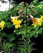Trumpet Lily , Golden Splendor (3 bulbs) highly fragrant - Caribbean garden seed