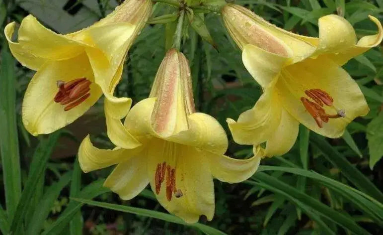 Trumpet Lily , Golden Splendor (3 bulbs) highly fragrant - Caribbean garden seed