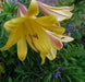 Trumpet Lily , Golden Splendor (3 bulbs) highly fragrant - Caribbean garden seed