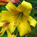 Trumpet Lily , Golden Splendor (3 bulbs) highly fragrant - Caribbean garden seed