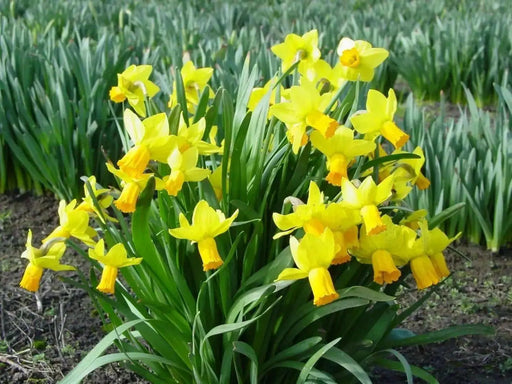 Trumpet Narcissus "Standard Value" ,Bloom Late Spring-NOW SHIPPING! - Caribbean garden seed
