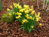 Trumpet Narcissus "Standard Value" ,Bloom Late Spring-NOW SHIPPING! - Caribbean garden seed
