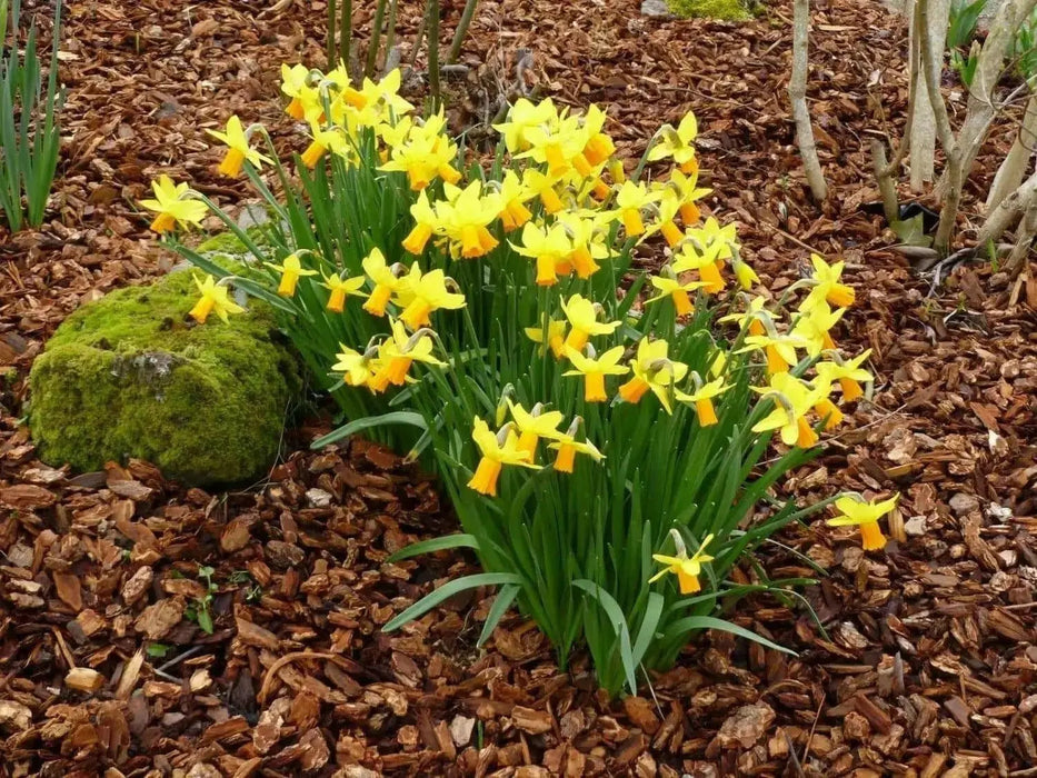 Trumpet Narcissus "Standard Value" ,Bloom Late Spring-NOW SHIPPING! - Caribbean garden seed