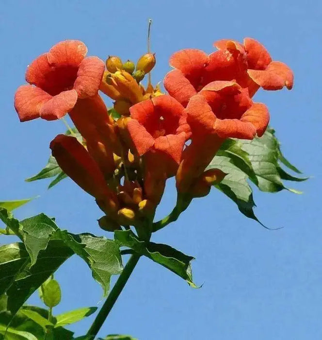 TRUMPET CREEPER,ORANGE  (BAREROOT/Plant) Campsis radicans - Caribbean garden seed