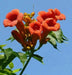 TRUMPET CREEPER,ORANGE  (BAREROOT/Plant) Campsis radicans - Caribbean garden seed