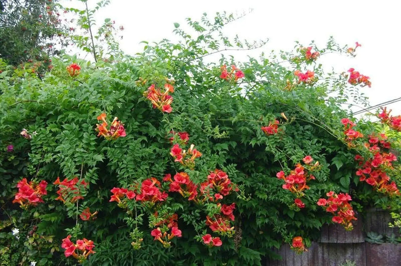 TRUMPET CREEPER,ORANGE  (BAREROOT/Plant) Campsis radicans - Caribbean garden seed