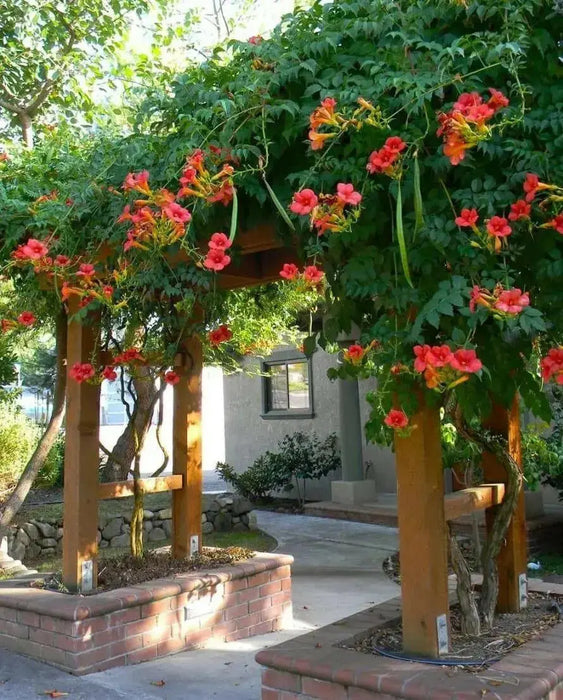 TRUMPET CREEPER,ORANGE  (BAREROOT/Plant) Campsis radicans - Caribbean garden seed