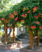 TRUMPET CREEPER,ORANGE  (BAREROOT/Plant) Campsis radicans - Caribbean garden seed