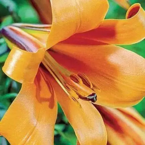 Trumpet Lily , African Queen (3 bulbs) highly fragrant - Caribbean garden seed