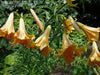 Trumpet Lily , African Queen (3 bulbs) highly fragrant - Caribbean garden seed