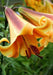 Trumpet Lily , African Queen (3 bulbs) highly fragrant - Caribbean garden seed