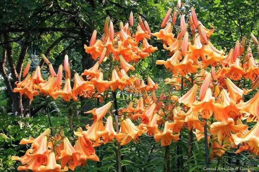 Trumpet Lily , African Queen (3 bulbs) highly fragrant - Caribbean garden seed