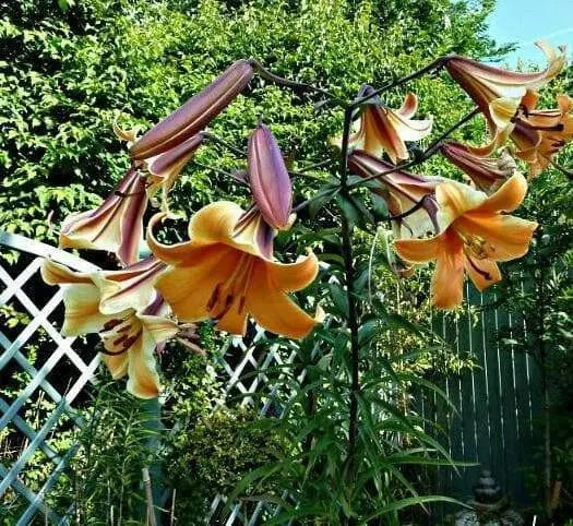 Trumpet Lily , African Queen (3 bulbs) highly fragrant - Caribbean garden seed