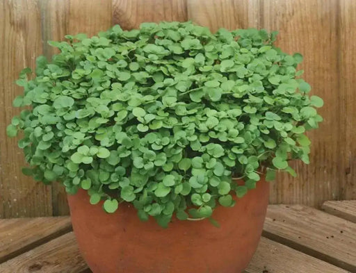 True Watercress ,Seed ,Asian Vegetable - Caribbean garden seed