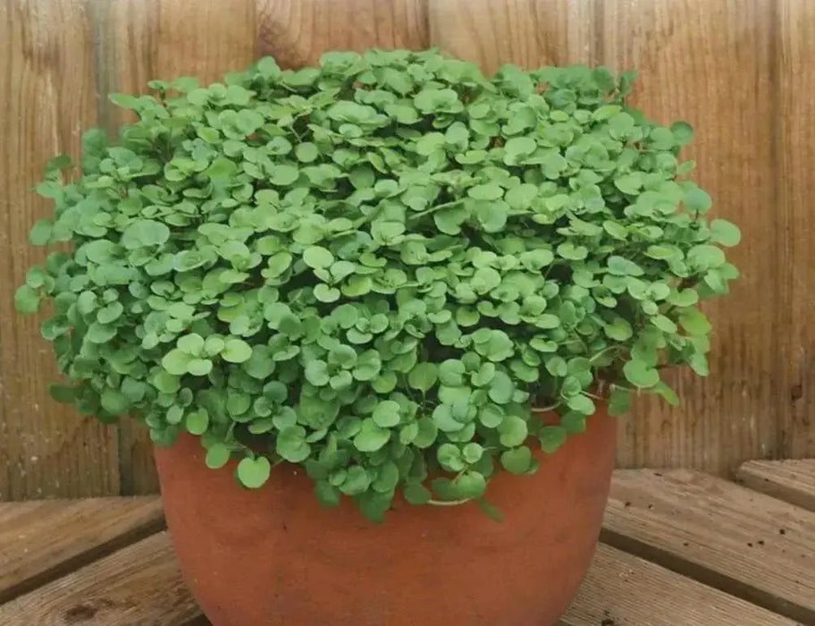 True Watercress ,Seed ,Asian Vegetable - Caribbean garden seed