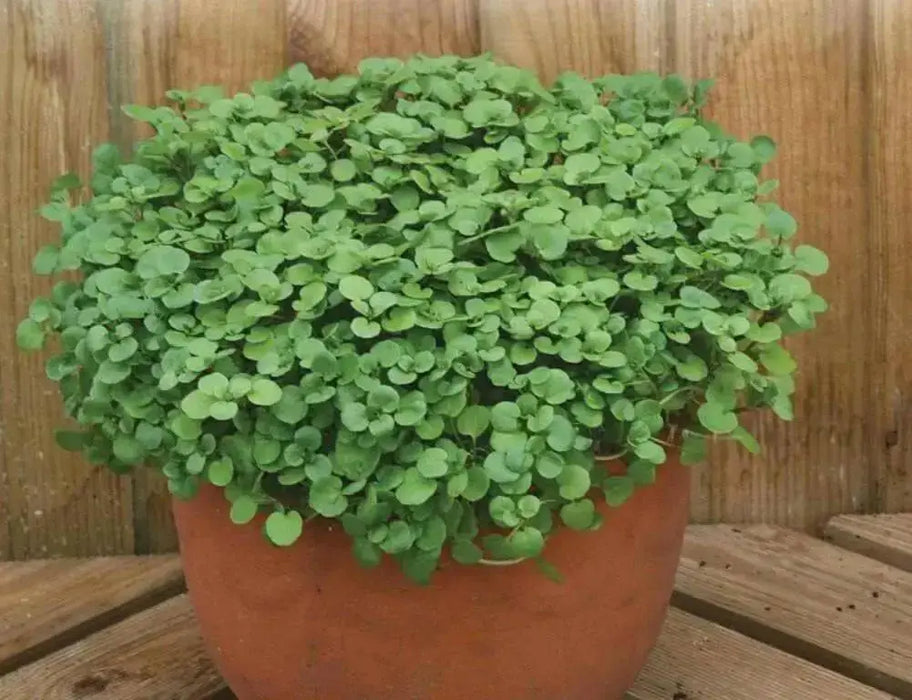True Watercress ,Seed ,Asian Vegetable - Caribbean garden seed