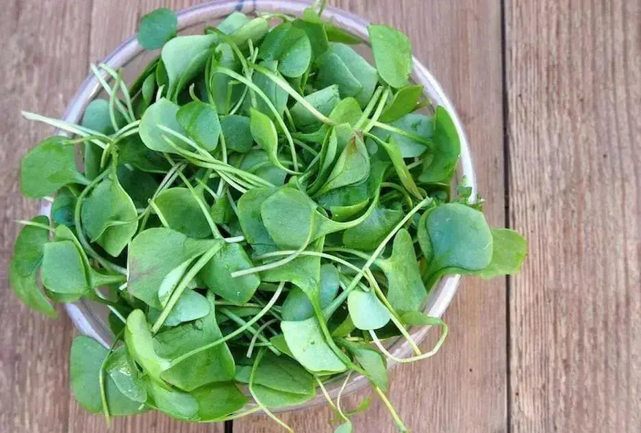 True Watercress ,Seed ,Asian Vegetable - Caribbean garden seed