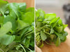True Watercress ,Seed ,Asian Vegetable - Caribbean garden seed