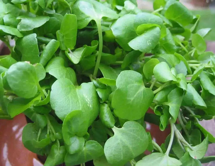 True Watercress ,Seed ,Asian Vegetable - Caribbean garden seed