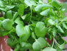 True Watercress ,Seed ,Asian Vegetable - Caribbean garden seed