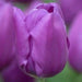 Tulip  Blue Beauty BULBS" Fall PLANTING ,SRRING FLOWERING! - Caribbean garden seed