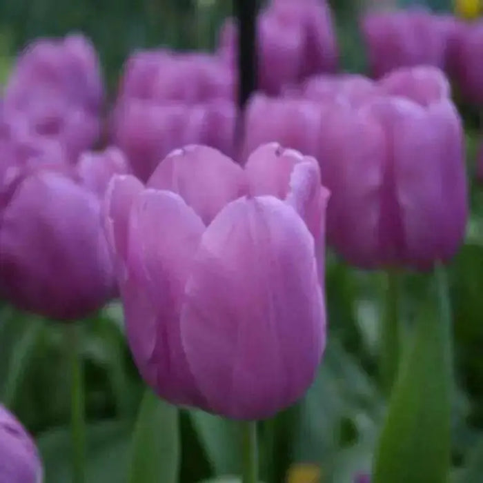 Tulip  Blue Beauty BULBS" Fall PLANTING ,SRRING FLOWERING! - Caribbean garden seed